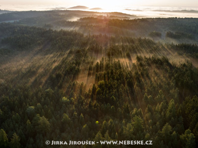 Povltavský les v mlžných čarách /J28