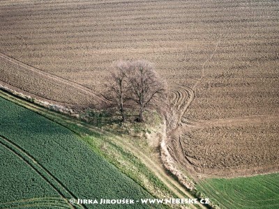 Stromy mezi poli u Trhového Štěpánova /J231