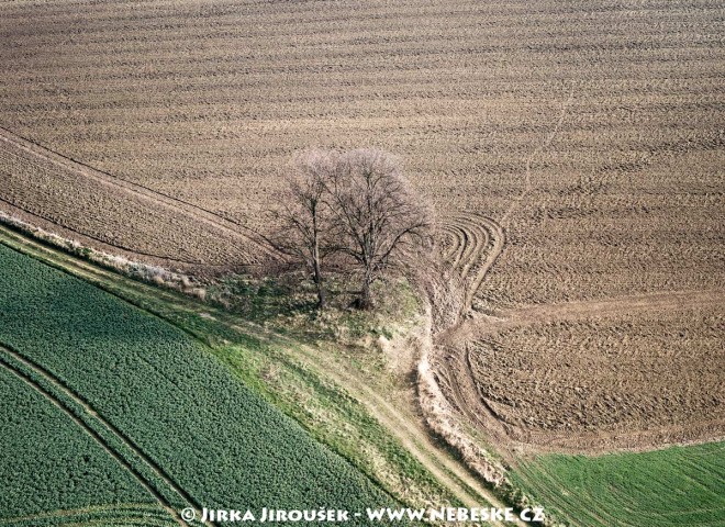 Stromy mezi poli u Trhového Štěpánova /J231
