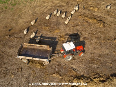 Ovce u Křepenic /J667