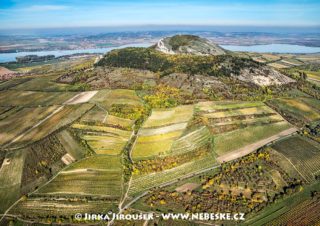 Pálava a podzimní vinice J1681