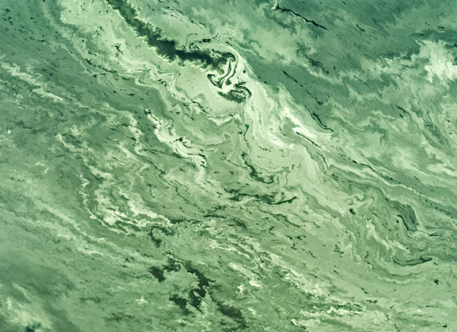 Kvetoucí voda Vltavy na Slapech J4008