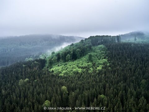 Národní přírodní rezervace Žofínský prales J5556