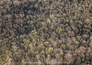 Jarní lesy Český kras u Vinařic J5584