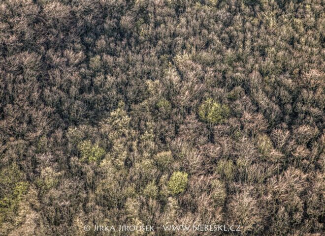 Jarní lesy Český kras u Vinařic J5584