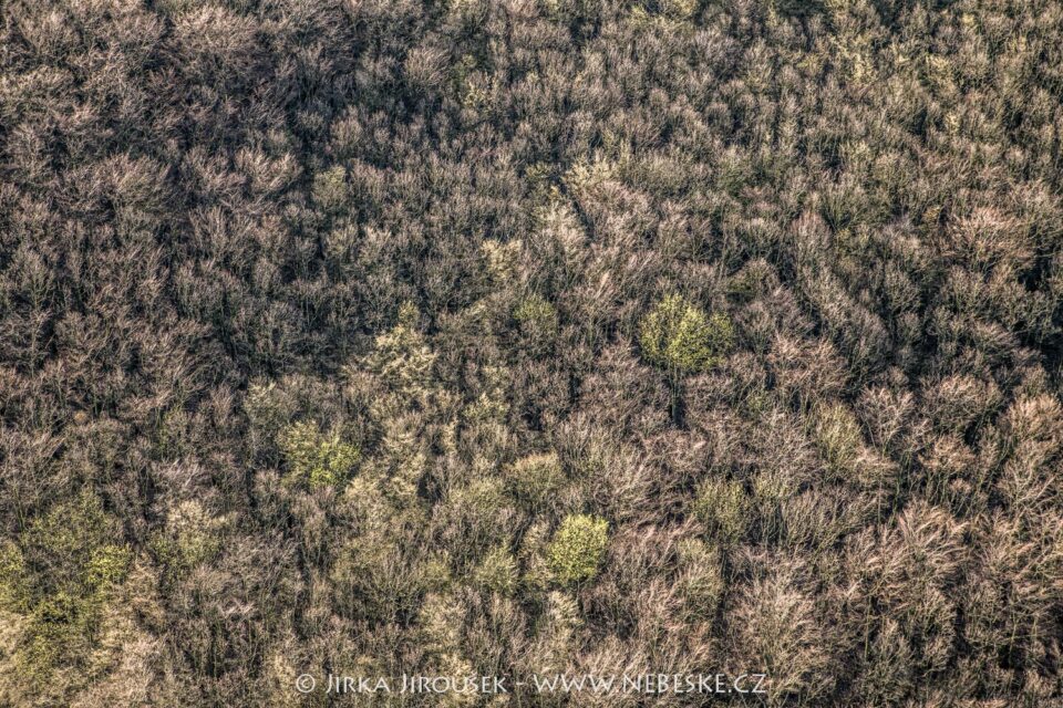 Jarní lesy Český kras u Vinařic J5584