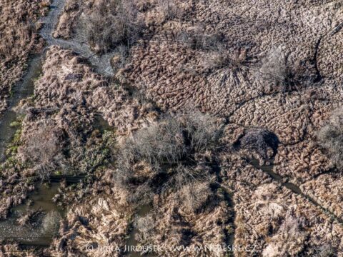 Bobři na Padrti duben 2025 J5583