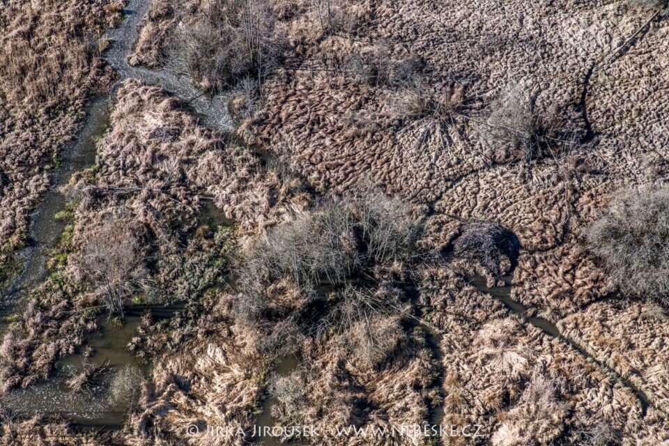 Bobři na Padrti duben 2025 J5583